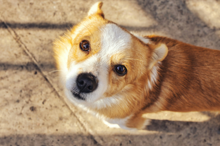 Oefeningen voor honden met hernia